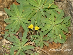 Crepidiastrum lanceolatum