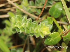 Crotalaria similis