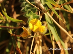 Crotalaria similis