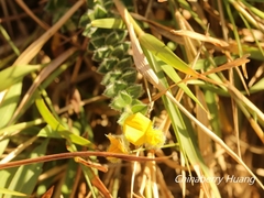Crotalaria similis