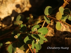 Euphorbia garanbiensis