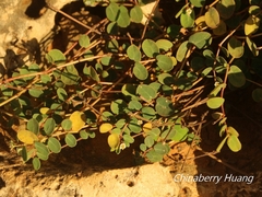 Euphorbia garanbiensis