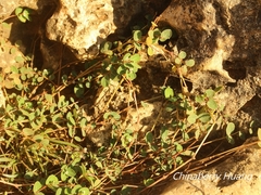 Euphorbia garanbiensis