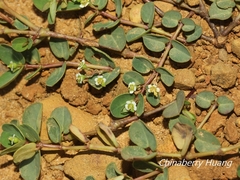 Euphorbia garanbiensis