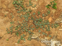 Euphorbia garanbiensis