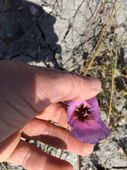 Calochortus palmeri
