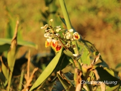 Alpinia koshunensis