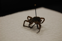 Araneae
