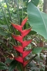 Lobster Claw Heliconia - Photo (c) Carlos Otávio Gussoni, some rights reserved (CC BY-NC), uploaded by Carlos Otávio Gussoni