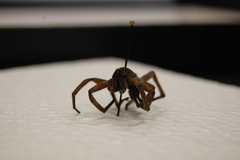 Araneae