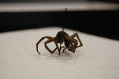 Araneae