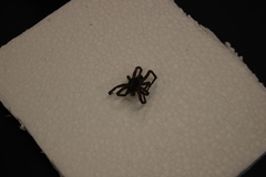 Araneae