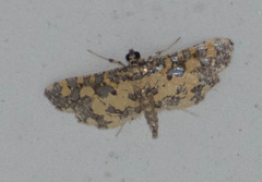 Eurrhyparodes tricoloralis