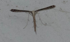 Stenoptilodes taprobanes