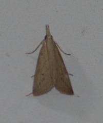 Scirpophaga incertulas