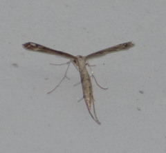 Stenoptilodes taprobanes