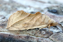 Calyptra thalictri