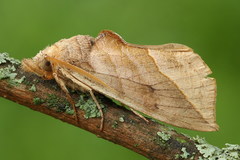 Calyptra thalictri