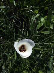 Calochortus catalinae