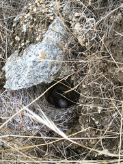 Chondestes grammacus