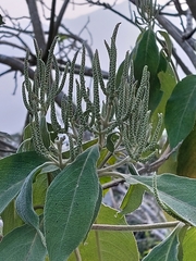 Colebrookea oppositifolia