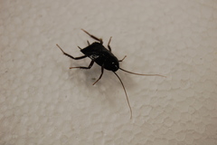 Blattodea