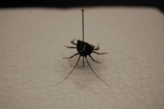 Blattodea