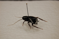 Blattodea