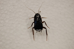 Blattodea