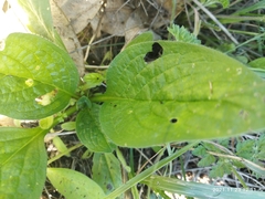 Borago officinalis