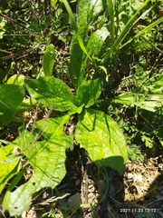 Borago officinalis