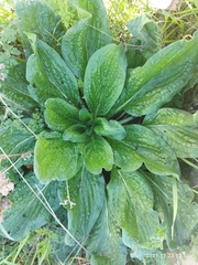 Borago officinalis