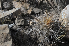 Echinofossulocactus lloydii