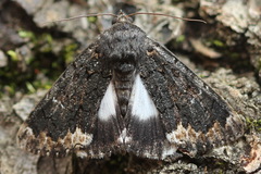 Catephia alchymista