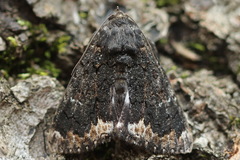 Catephia alchymista