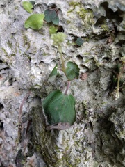Epithema ceylanicum