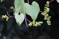 Vitis balansana