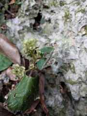 Epithema ceylanicum