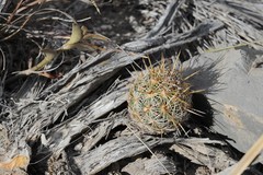 Coryphantha glanduligera
