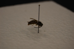 Vespula