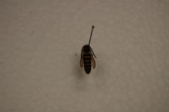 Vespula