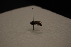 Vespula