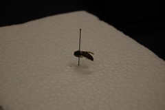 Vespula