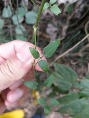 Clematis
