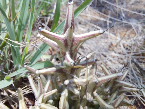 Ceropegia tapscottii