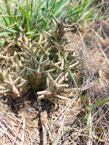 Ceropegia tapscottii