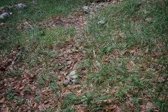 Sesleria autumnalis
