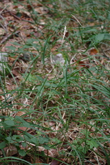 Sesleria autumnalis