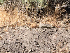 Masticophis lateralis lateralis