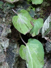 Epithema ceylanicum